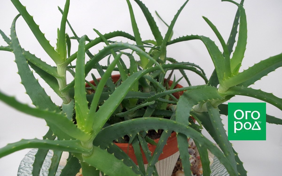 Домашний столетник применение. Алоэ древовидное (Aloe arborescens). Алоэ Асфоделовые.